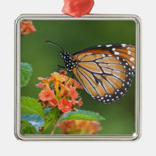 Ornamento De Metal Borboleta Soldier (Danaus eresimus) se alimentando