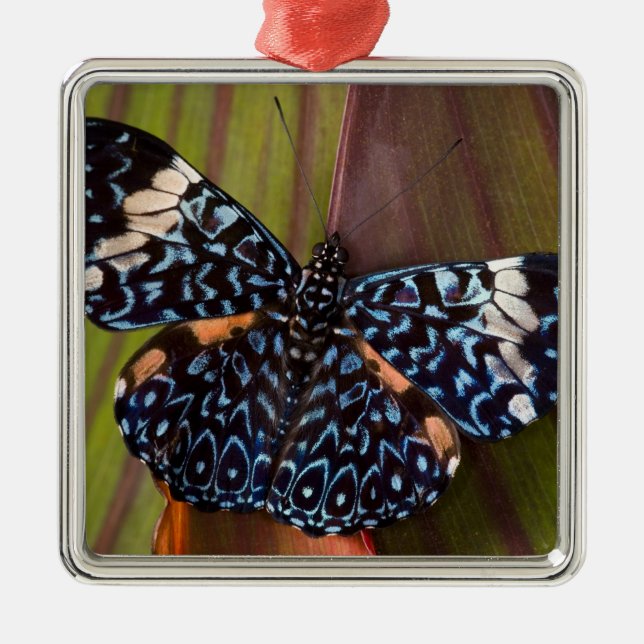Ornamento De Metal Borboleta Tropical (Frente)