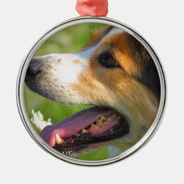 Ornamento De Metal Border collie (Frente)