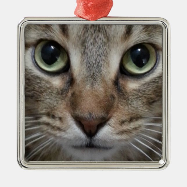 Ornamento De Metal Brown Tabby Cat (Frente)