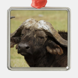 Ornamento De Metal Búfalo-africano, Syncerus caffer