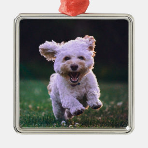 Ornamento De Metal Cachorro Branco Corredor