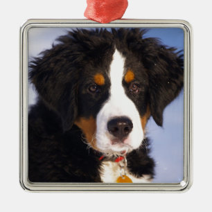 Ornamento De Metal Cachorro de Montanha Bernese - Foto Cute Puppy