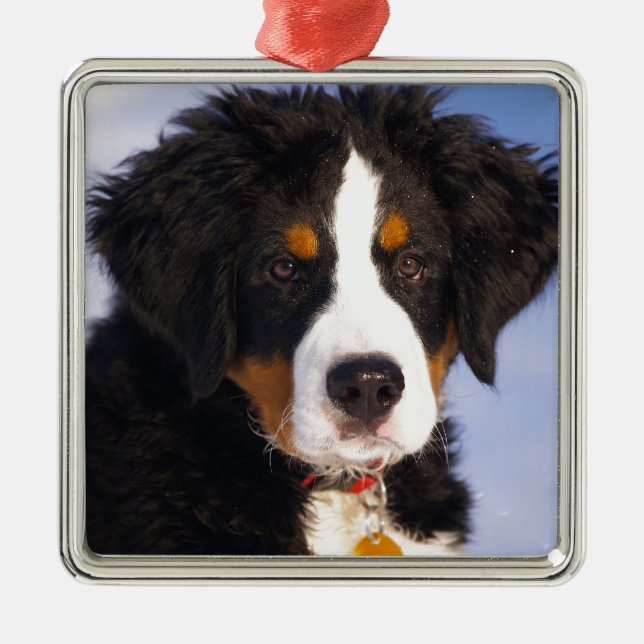 Ornamento De Metal Cachorro de Montanha Bernese - Foto Cute Puppy (Frente)