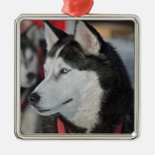 Ornamento De Metal Cachorro Husky antes de uma corrida, Canadá