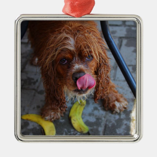 Ornamento De Metal Cachorro Molhado com Banana (Frente)