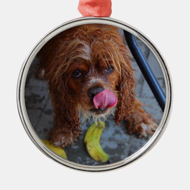 Ornamento De Metal Cachorro Molhado com Banana (Frente)