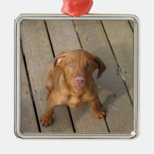 Ornamento De Metal cachorro vizsla