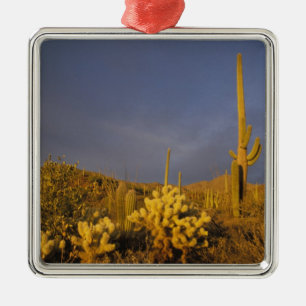 Ornamento De Metal cactos saguaro, Carnegiea gigantea, e teddy