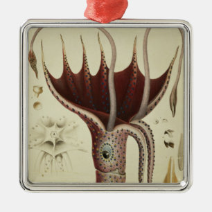 Ornamento De Metal Calamar, Pl.2 'de Histoire Naturelle