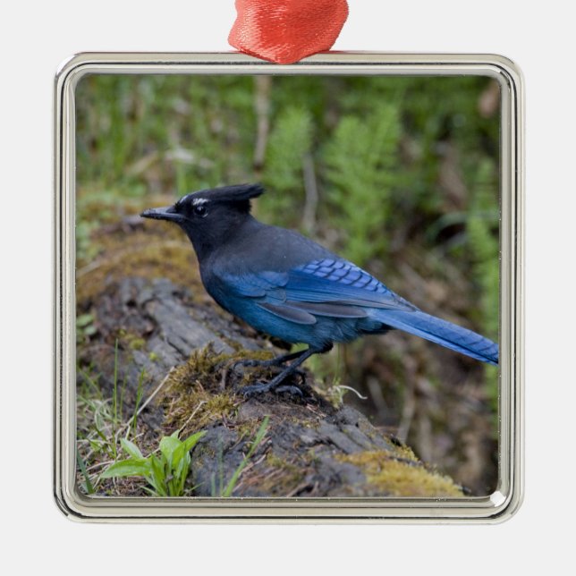 Ornamento De Metal Canadá: Colúmbia Britânica, Yoho NP, Stellar jay, (Frente)