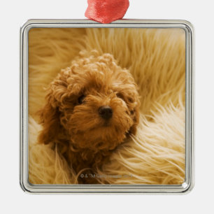 Ornamento De Metal Caniche acima envolvida