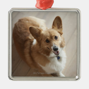 Ornamento De Metal Cão do corgi do Pembroke de Galês que encontra-s