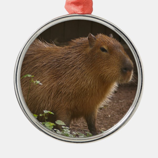Ornamento De Metal Capybara (Frente)