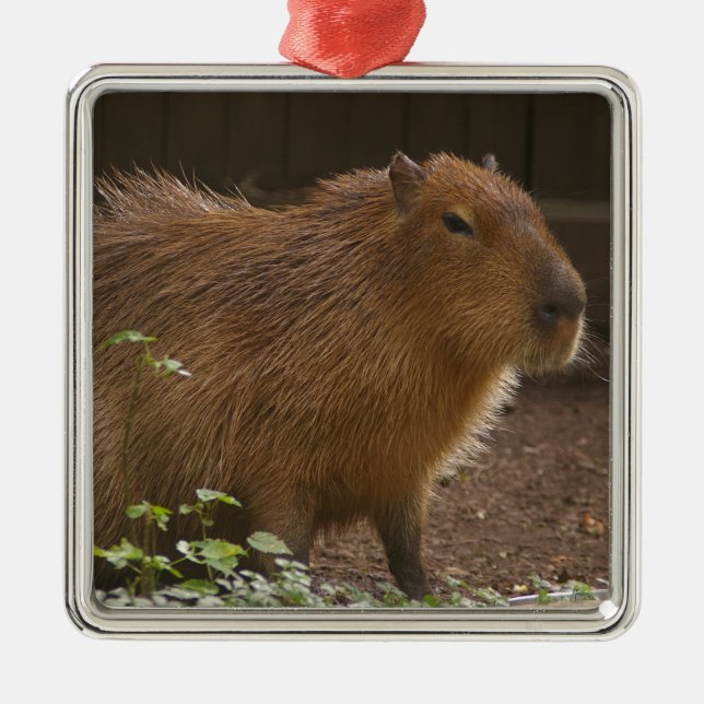 Ornamento De Metal Capybara (Frente)