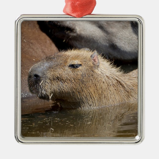 Ornamento De Metal Capybara na água (Frente)