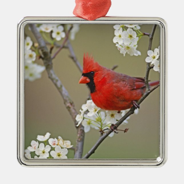 Ornamento De Metal Cardinal-do-norte (Frente)