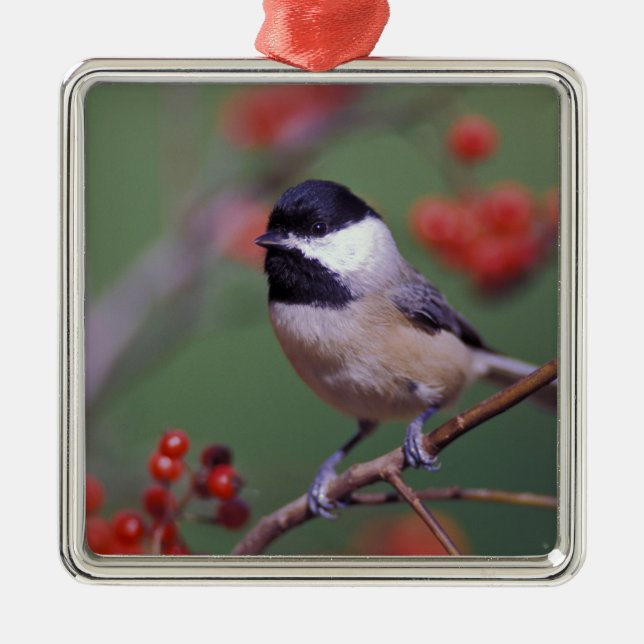 Ornamento De Metal Carolina Chickadee (Frente)