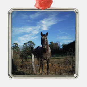 Ornamento De Metal Cavalo castanho de chocolate em azul