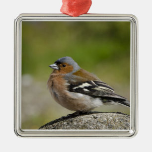 Ornamento De Metal Chaffinch masculino (SELVAGEM: Coelebs do