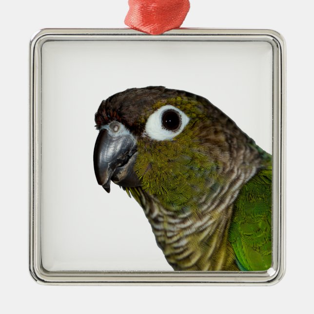 Ornamento De Metal Cheeked verde Conure (Frente)
