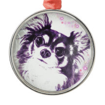 Chihuahua de cabelos compridos