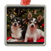 Chihuahua de Natal