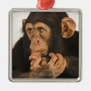 Ornamento De Metal Chimpanzé (troglodytes da bandeja). Playfull novo