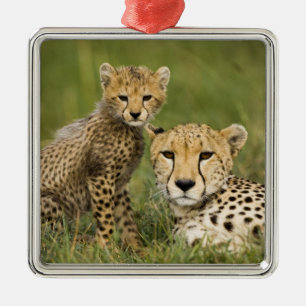 Ornamento De Metal Chita, Acinonyx jubatus, com Cub