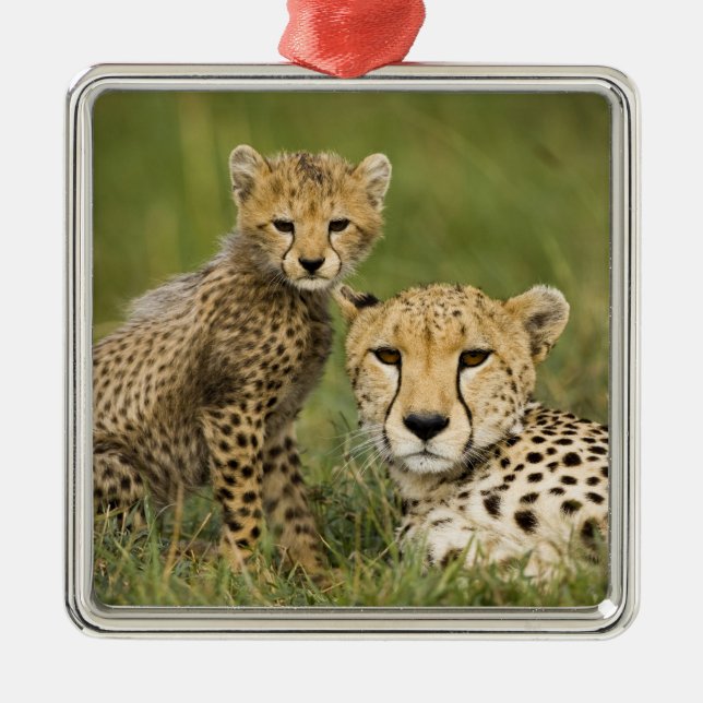 Ornamento De Metal Chita, Acinonyx jubatus, com Cub (Frente)