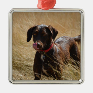 Ornamento De Metal Chocolate Brown Labrador Retriever