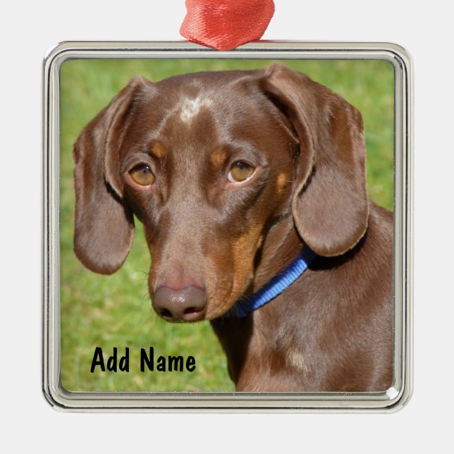 Ornamento De Metal Chocolate e Tan Dachshund - Doxie (Frente)