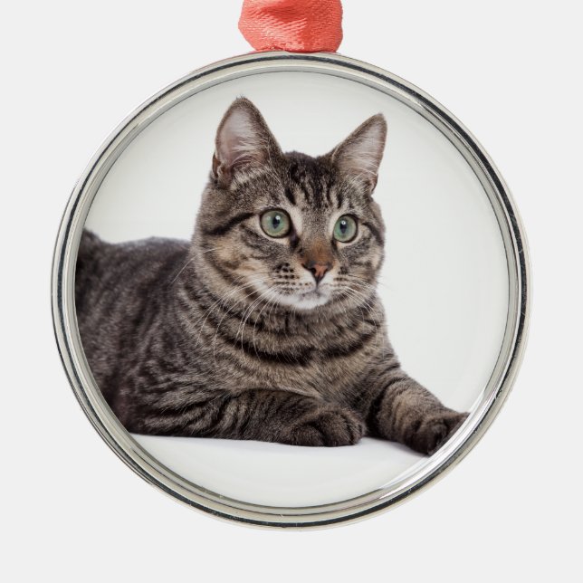 Ornamento De Metal Cinza Tabby Cat (Frente)