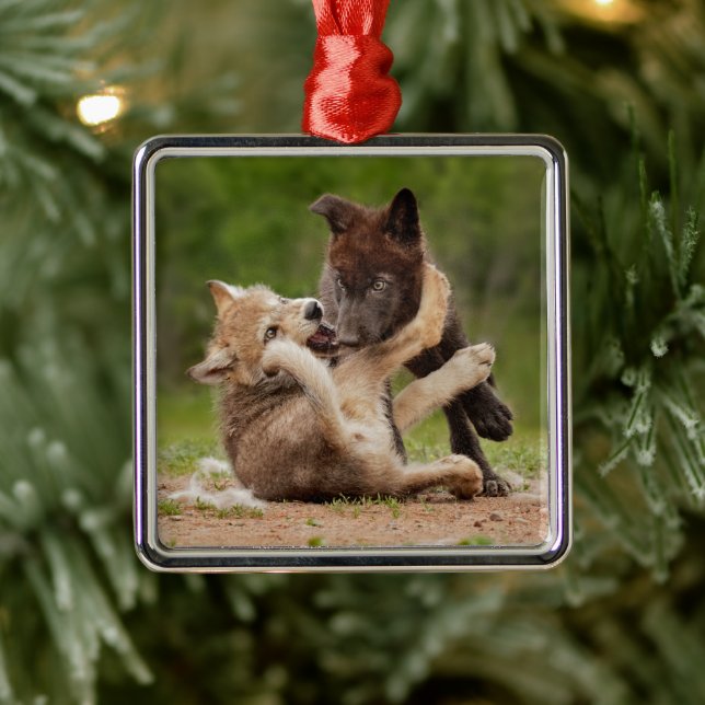 Ornamento De Metal Cinza Wolf Pups em luta (Árvore)
