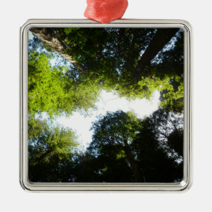 Ornamento De Metal Círculo de Sequoias Vermelhas no Parque Nacional d