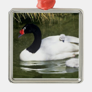 Ornamento De Metal Cisne de pescoço preto adulto e filhotes na água.