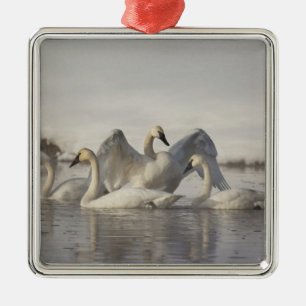 Ornamento De Metal Cisnes Trombeteiros no rio Madison no inverno