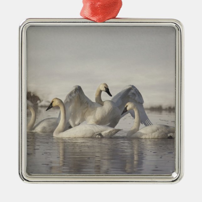 Ornamento De Metal Cisnes Trombeteiros no rio Madison no inverno (Frente)