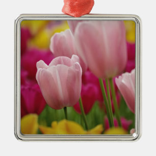 Ornamento De Metal Close-up da flor de tulipa, Jardins Kuekenhof,