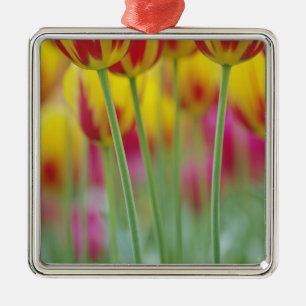 Ornamento De Metal Close-up da parte inferior da flor de tulipa, 3