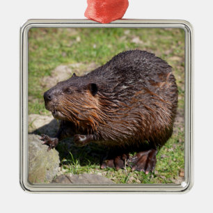 Ornamento De Metal Closeup North American Beaver