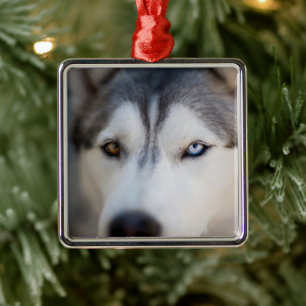Ornamento De Metal Closeup Stoic Gaze de um Malamute do Alasca
