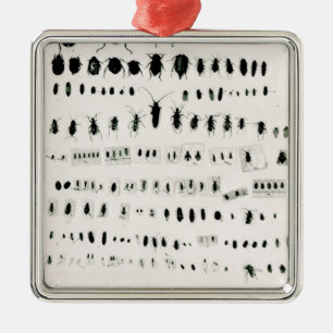 Ornamento De Metal Coleção do inseto de Darwin