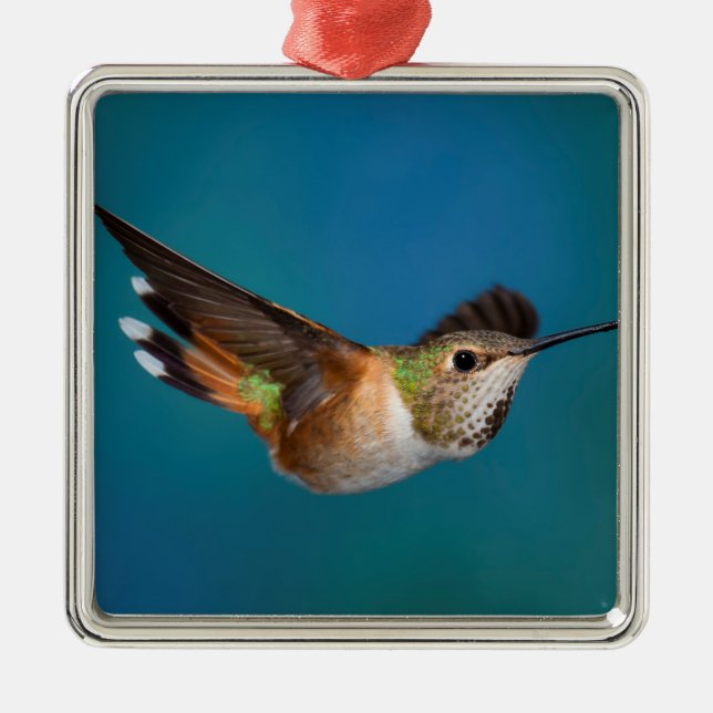 Ornamento De Metal Colibri Rufous (Frente)