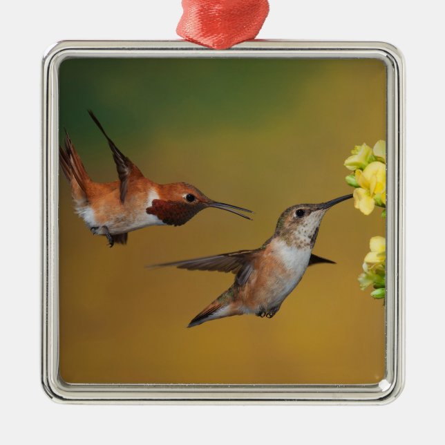 Ornamento De Metal Colibri Rufous de flutuação (Frente)