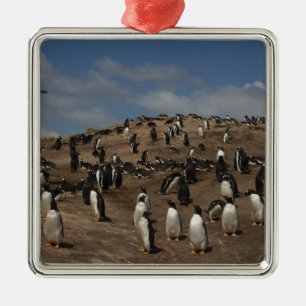 Ornamento De Metal Colônia de Pinguim Gentoo (Pygoscelis papua) no Oe