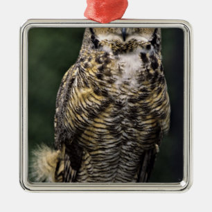 Ornamento De Metal Coruja-americana (Bubo virginianus), corpo inteiro