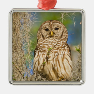 Ornamento De Metal Coruja-barreada (Strix varia) empoleirada em cipre