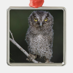 Ornamento De Metal Coruja-pequena, Megascops asio, Otus 2