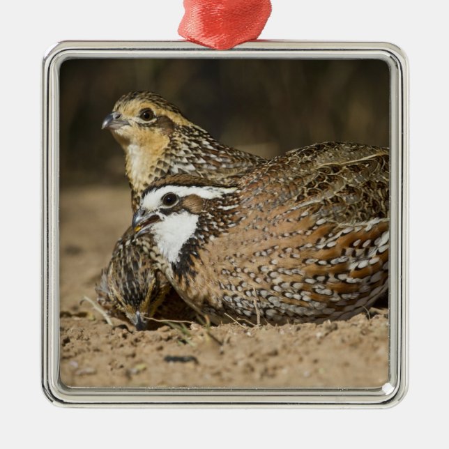 Ornamento De Metal crias de codorna Northern Bobwhite no lago para be (Frente)